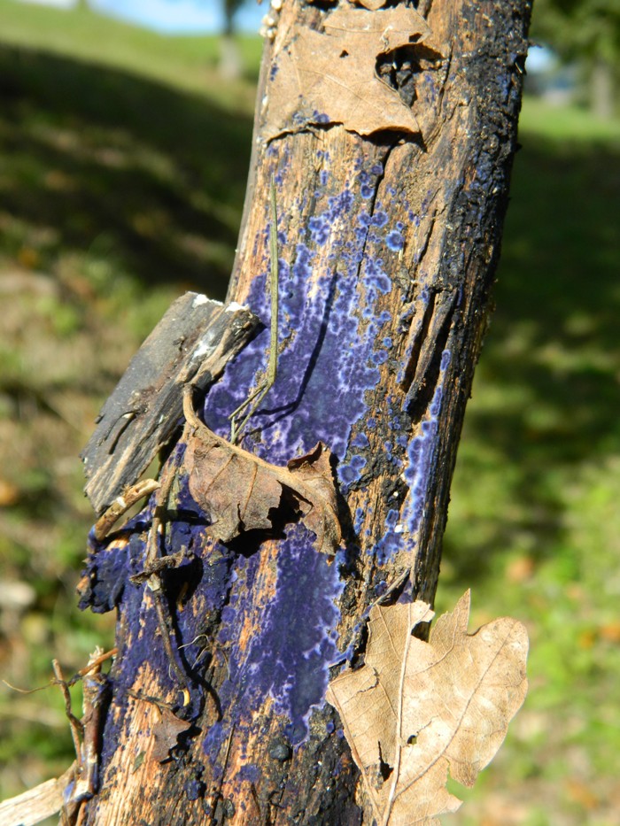 Fungo blu:  Pulcherricium coeruleum